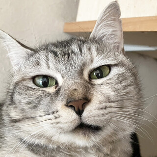 フワフワの毛のサバトラ♀アイカ約２歳