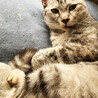フワフワの毛のサバトラ♀アイカ約２歳 サムネイル2