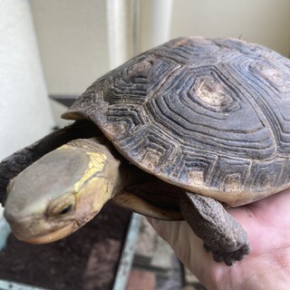 チュウゴクセマルハコガメ