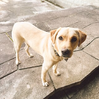 1歳半のラブラドール (雄)の里親募集