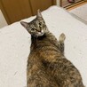 【10/12⭐️泉大津にて譲渡会】参加猫ムギちゃん サムネイル6