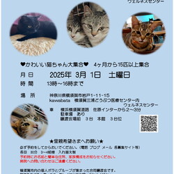 3/1 横須賀　合同譲渡会