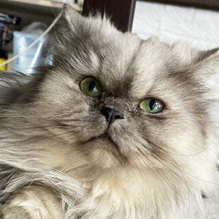 シルバーのチンチラ♂大吉約3〜5歳