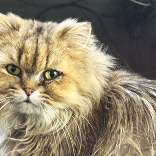 ゴールデンのチンチラ♂もう太約3〜5歳