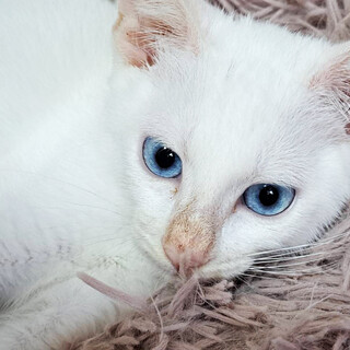 白猫♂ユーカリ約6ヶ月半