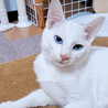 白猫♂ユーカリ約6ヶ月半 サムネイル4