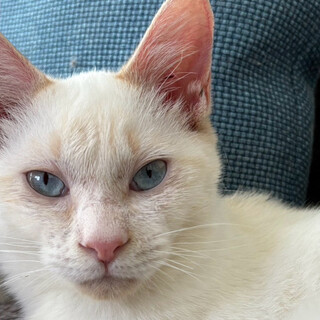 とても甘えん坊の白猫♂ミャウ約8ヶ月