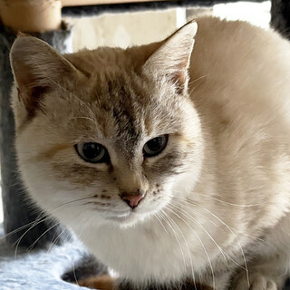 シャム風♀しゃみー2歳