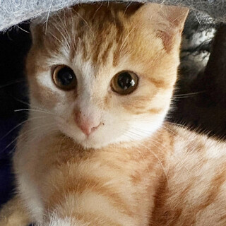 ぬいぐるに激似♂まるぽん8ヶ月