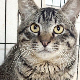 キジトラ♂マルディーン7ヶ月