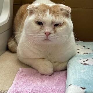 おとぼけ顔なスコティッシュフォールドのシロコ君