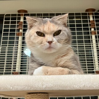 多頭飼育崩壊レスキュー・ビオラちゃん