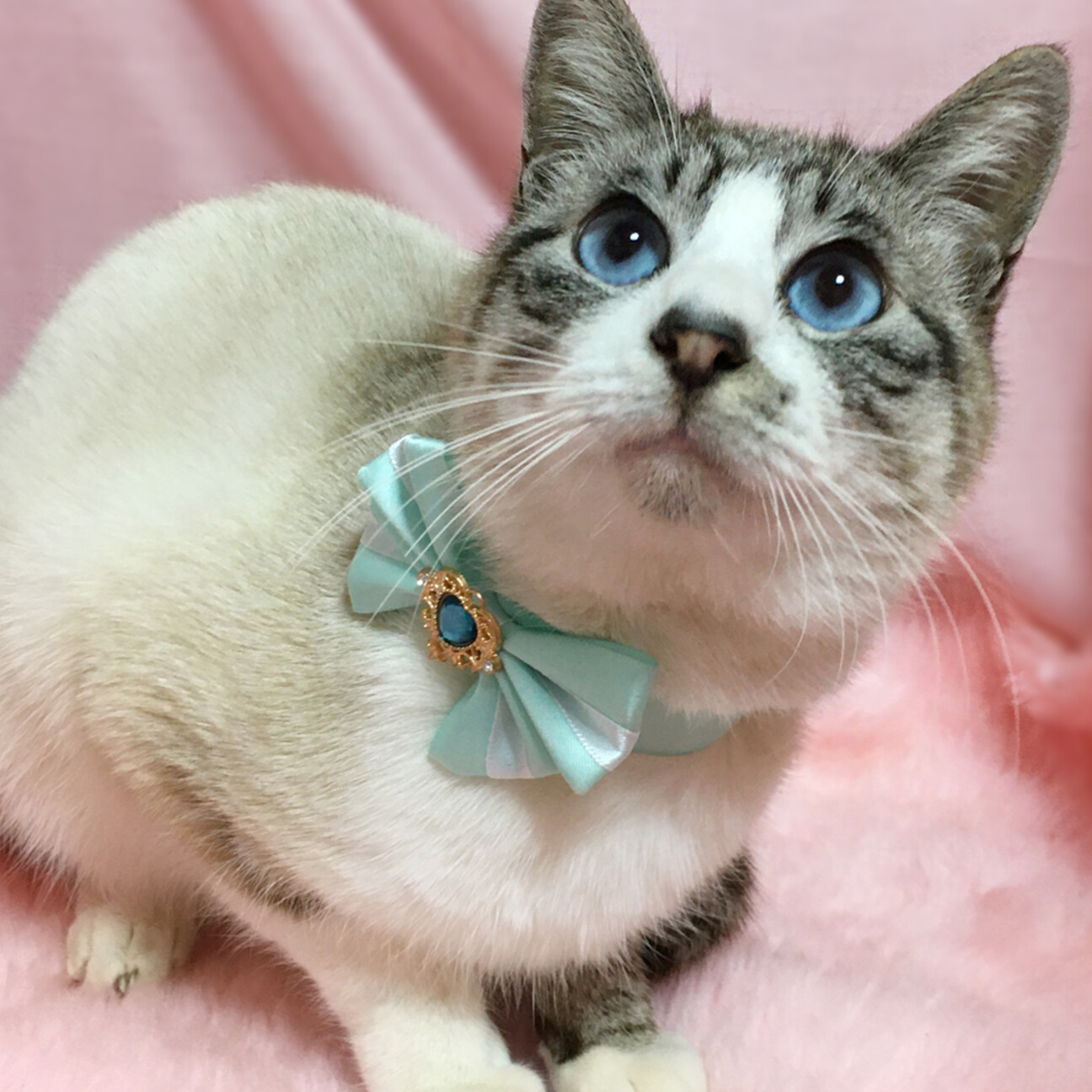 ブルーアイ！シャムMIX」東京都 - 猫の里親募集(511059) 1枚目の