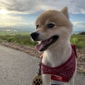 甘えん坊のわさびです