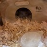 お家にきて、二日目の朝