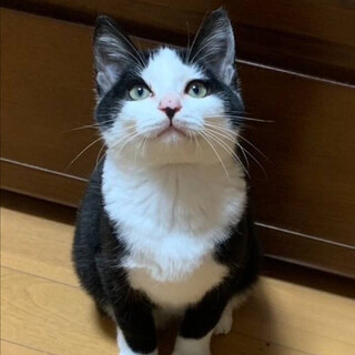 甘えん坊のハチワレ君❣️初めて飼う方やお子様も◎