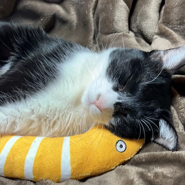 コネクロのカバー写真