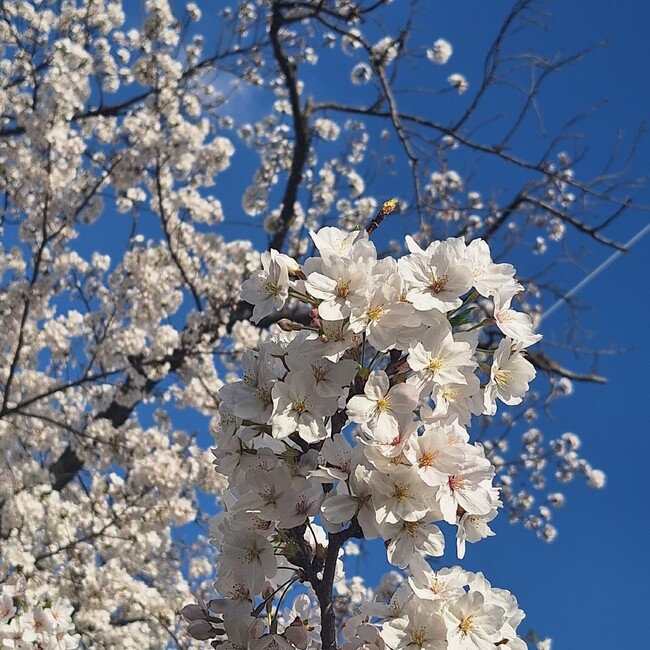 あま。のカバー写真