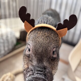 マイクロブタ、おとなしい性格です