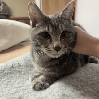 【2/23⭐️堺東にて譲渡会】参加猫ジャイくん