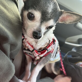 小柄な甘えたのチワワのショーくん【譲渡会参加】