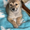 人が大好き甘えん坊さんのメス子犬