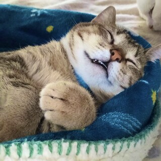 【2/22譲渡会】添い寝抱っこ♡ちょい短足の日向君