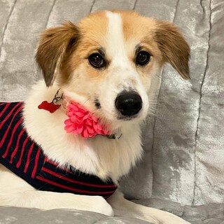 とっても可愛い性格の女の子（完全室内飼育）