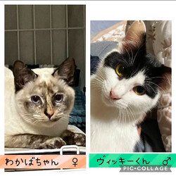 保護猫譲渡会@高浜市