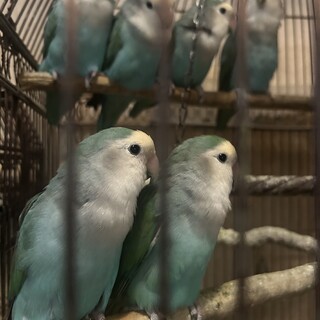 里親決まりました！　ありがとうございました。