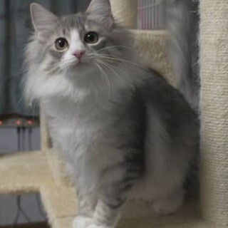 純粋ノルウェージャン5歳女の子