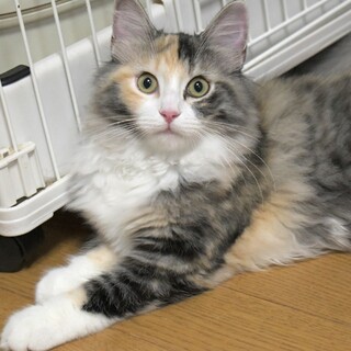 純粋ノルウェージャン1歳女の子