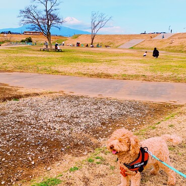 富士山が見える川辺の公園