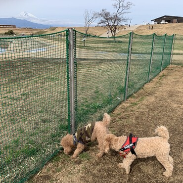 デカトイプードルちゃんと僕(ジャンボ)