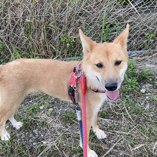 ももか　女の子