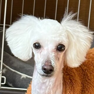 甘えん坊でやんちゃ盛り坊主のダッチ君