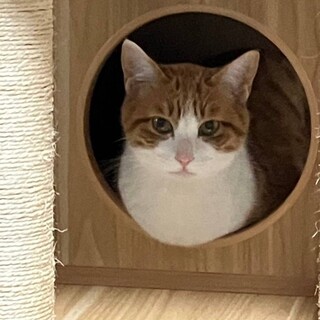 人慣れ抜群、茶白こねこ虎次郎