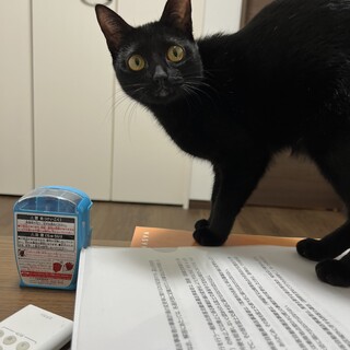 黒のメス猫ちゃん