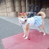 すとーんちゃん