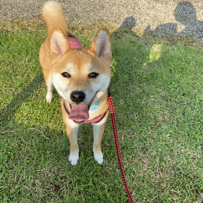 すとーんちゃんのカバー写真