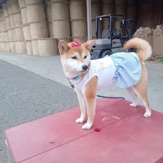 柴犬⭐︎可愛い女の子！