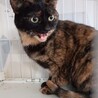 おしゃべり上手なりんちゃん♀★サビ猫