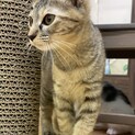 【3-4ヵ月♀】多頭向き！ キジトラ　つくねちゃん