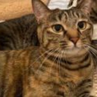 ご高齢の方向け。飼い主 院による再出発　麦わら6歳