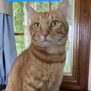 ご高齢の方向け。飼い主入院による再出発茶トラ6歳