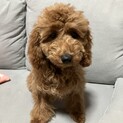 可愛い子犬の家族募集