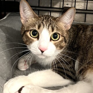 【5/11新橋】撫でられてうっとり気分屋あめ