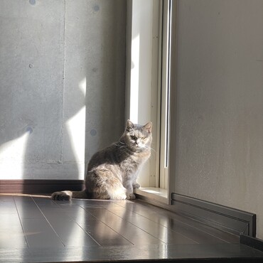 ひだまりのくろちゃん　ちょっと怒ってる？