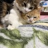 の写真