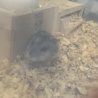 ジャンガリアンのオスです。とても人懐っこいです。